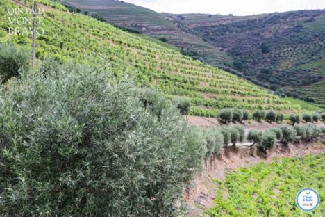 Willa Quinta Do Monte Bravo - Douro - Quarto Duplo Ervedosa do Douro Zewnętrze zdjęcie